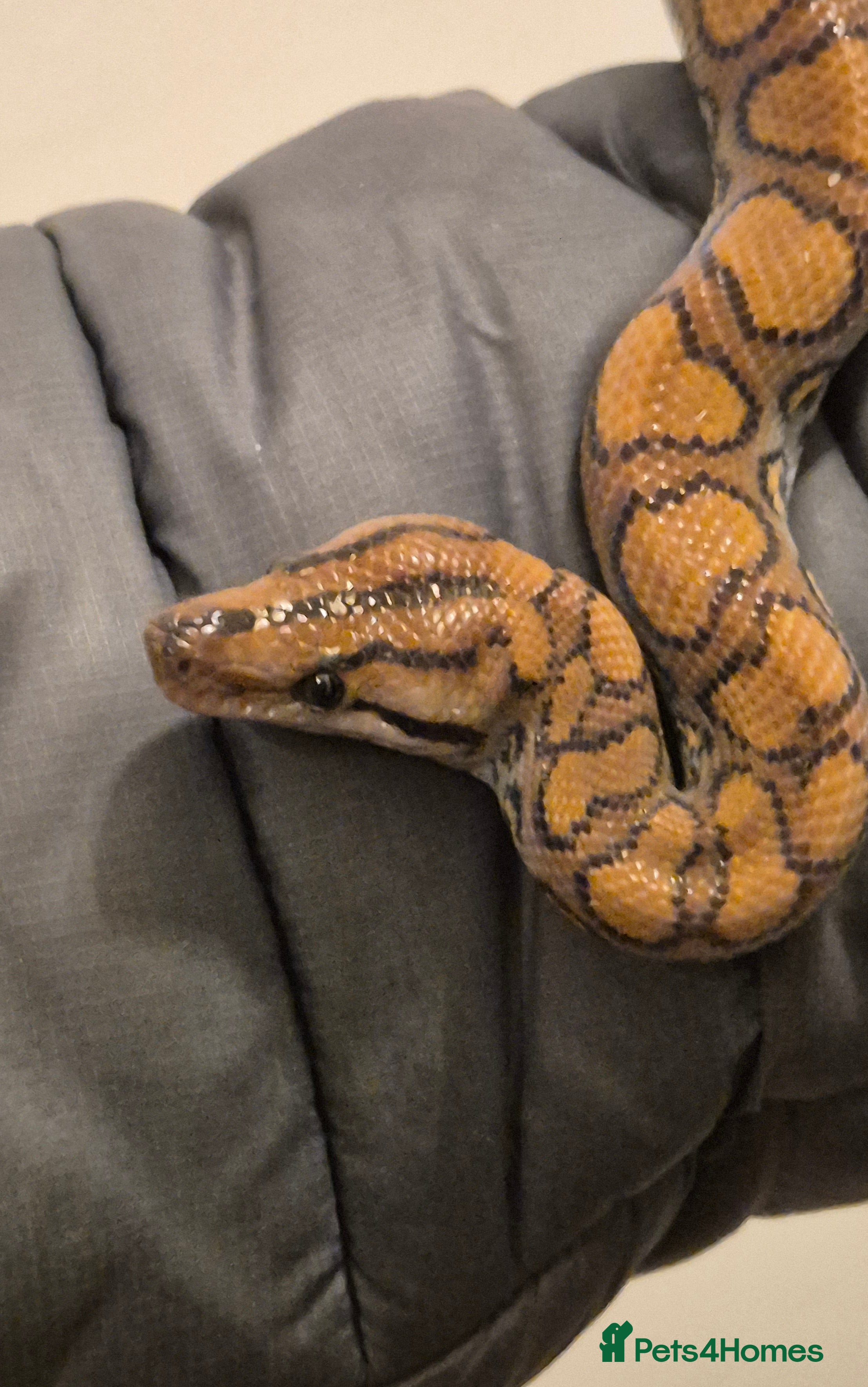 Boa Snake reptiles Rainbow boa snake  - Advert 3