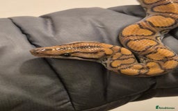 Boa Snake reptiles for sale: Rainbow boa snake  - Image 1