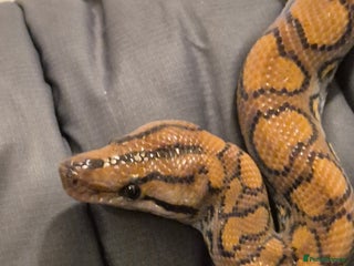 Boa Snake reptiles - Advert 9