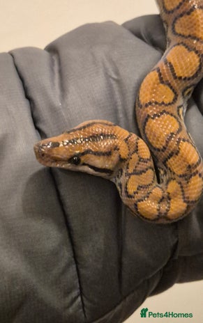 Boa Snake reptiles - Advert 1