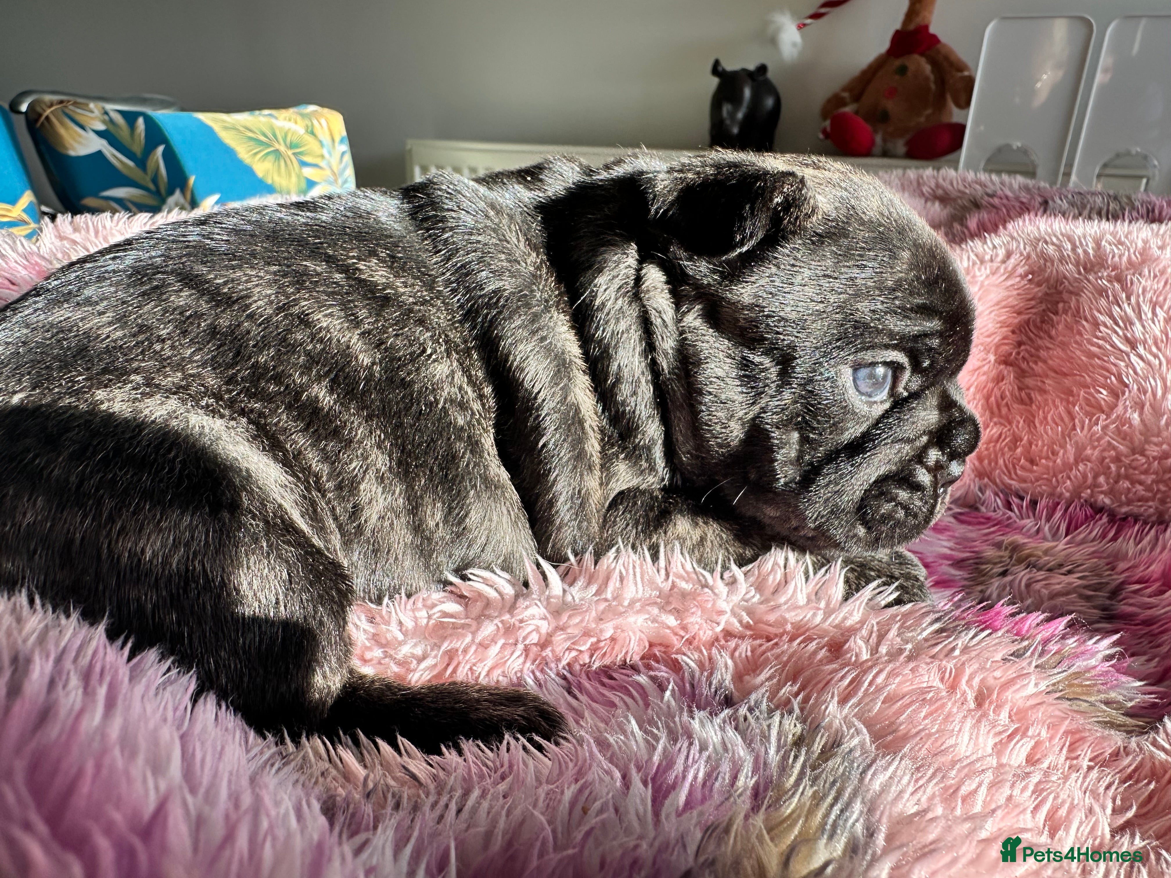 French Bulldog dogs 🐶 Stunning KC Registered French Bulldog Puppies - Advert 2