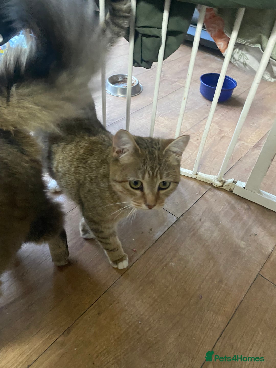 British Shorthair cats for sale: British Short Hair Kitten for sale 4 weeks old - Advert 2