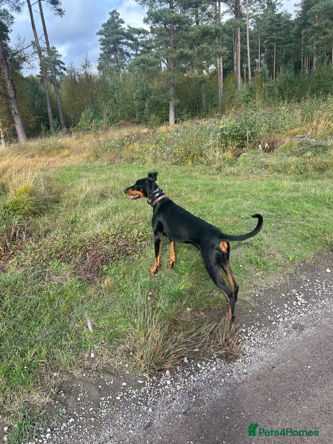 Dobermann dogs for sale: 9 Doberman Puppies- Ready to leave 6th June - Advert 2