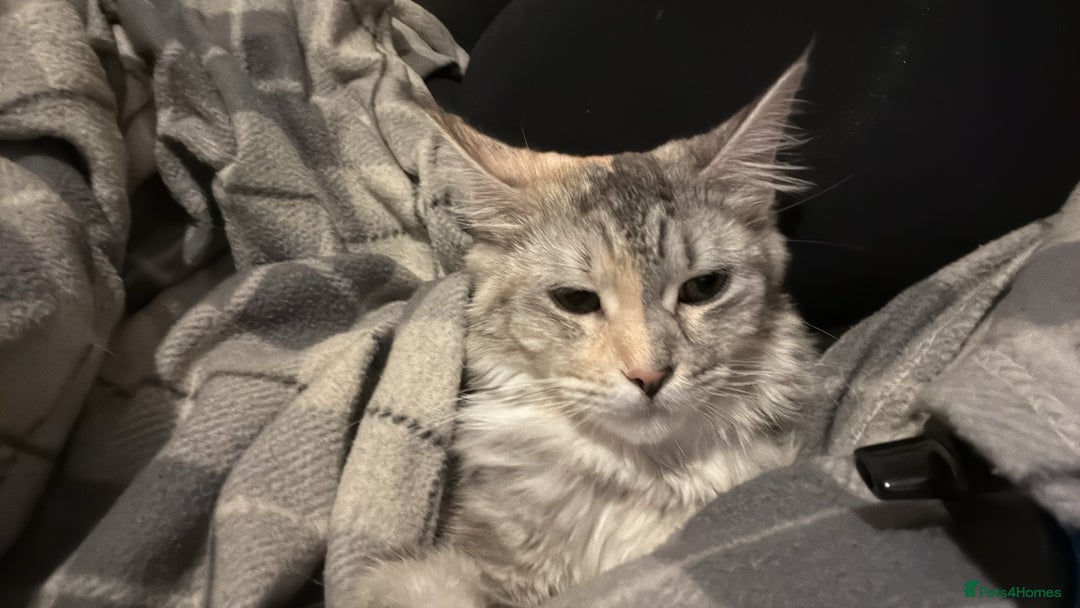 Maine Coon cats for sale: 10 month old female Mainecoon  - Image 3