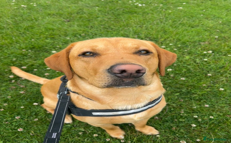 Labrador Retriever dogs - Advert 3