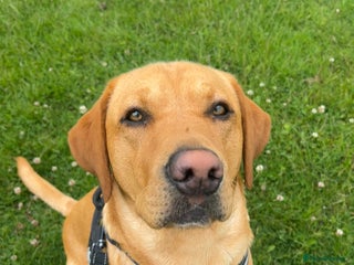 Labrador Retriever dogs - Advert 28