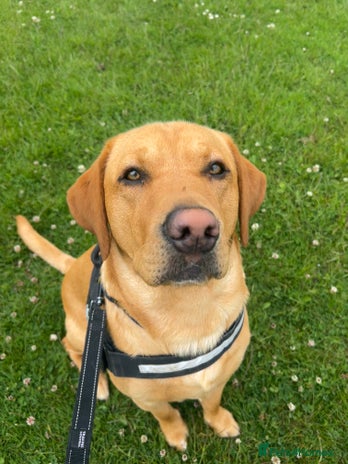 Labrador Retriever dogs - Advert 1