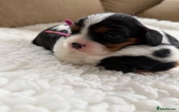 Cavalier King Charles Spaniel dogs for sale: Health tested Cavalier king charles - Advert 3