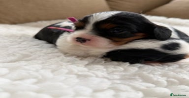 Cavalier King Charles Spaniel dogs Health tested Cavalier king charles - Advert 4