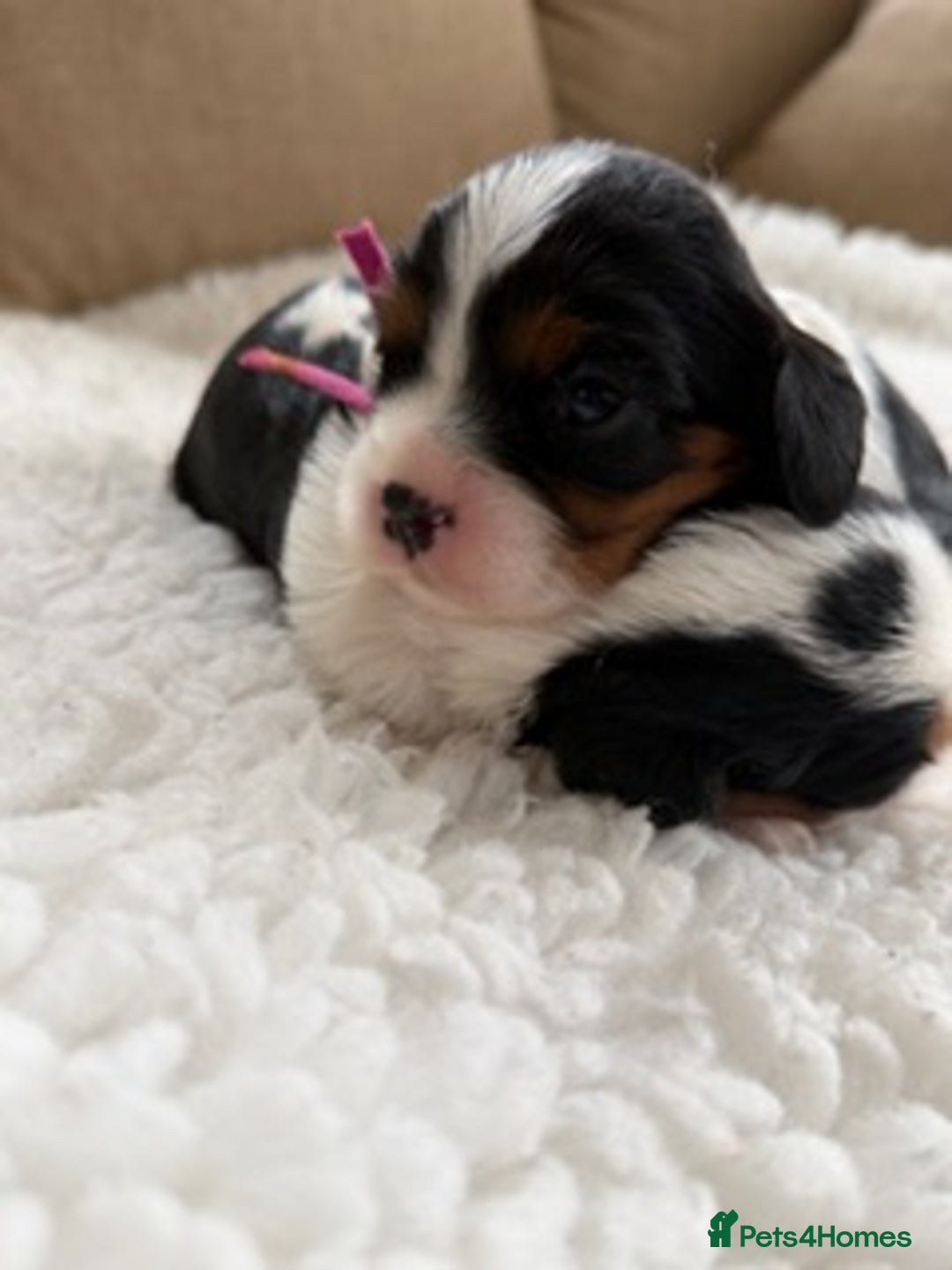 Cavalier King Charles Spaniel dogs for sale: Health tested Cavalier king charles - Advert 3