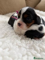 Cavalier King Charles Spaniel dogs Health tested Cavalier king charles - Advert 7