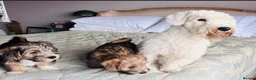 Mixed Breed dogs for sale: Norfolk x Sealyham puppies  - Advert 8