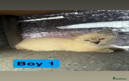Ragdoll cats for sale: *stunning* litter of 7 ragdoll kittens  - Image 5