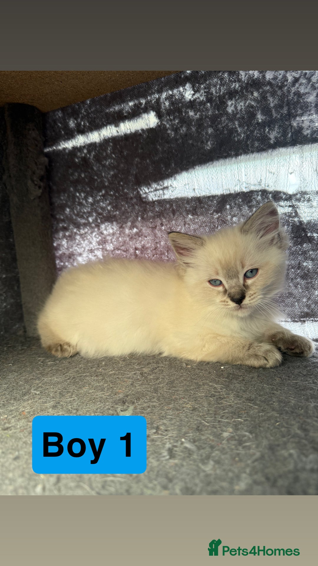Ragdoll cats for sale: *stunning* litter of 7 ragdoll kittens  - Image 5
