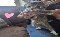Maine Coon cats for sale: 6 Mainecoon X kittens for sale - Image 9