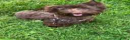 Yorkshire Terrier dogs for sale: Yorkshire terrier boys - Advert 8