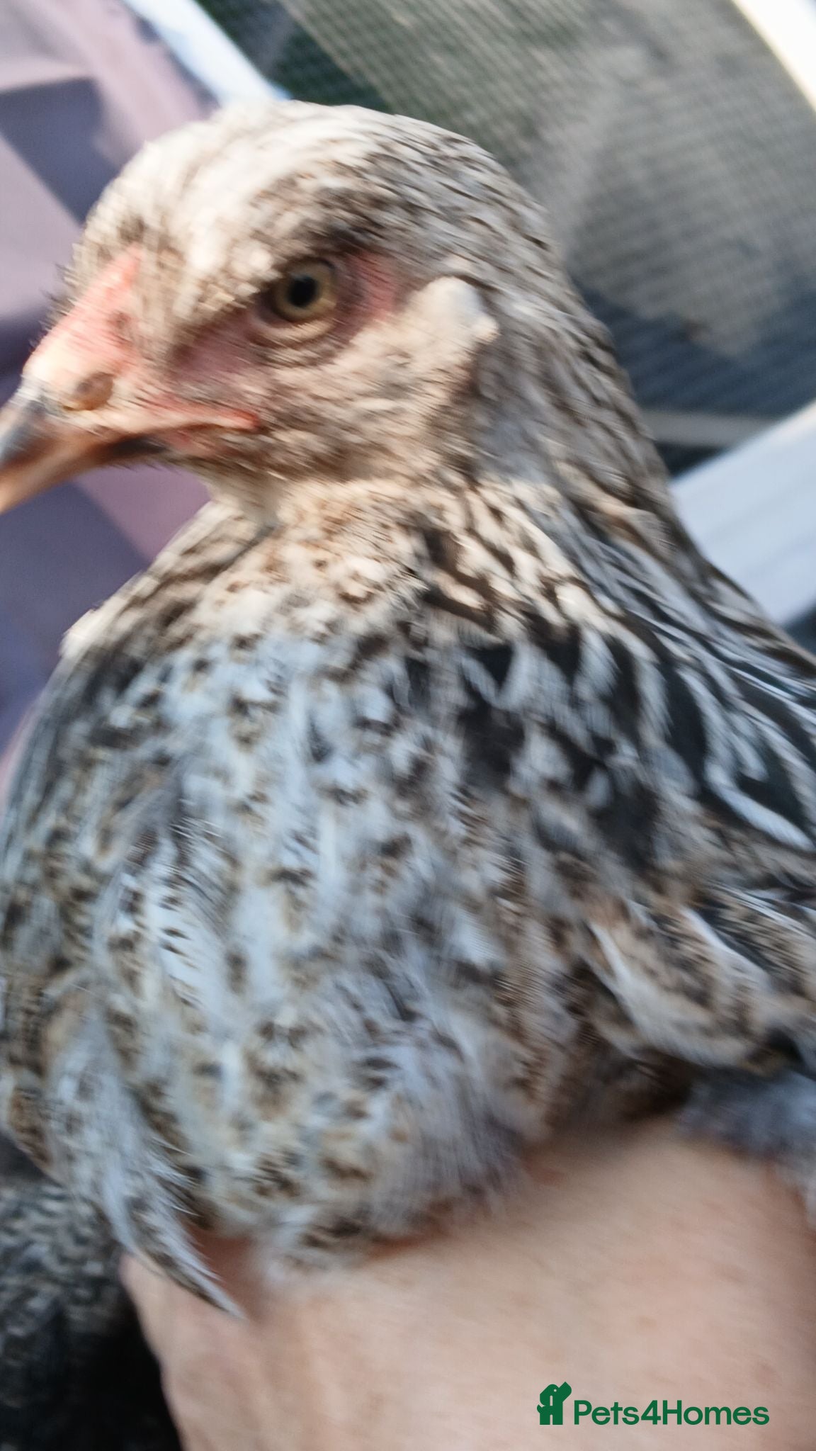 Chickens poultry Hens for sale,  read advert before contacting me - Advert 1