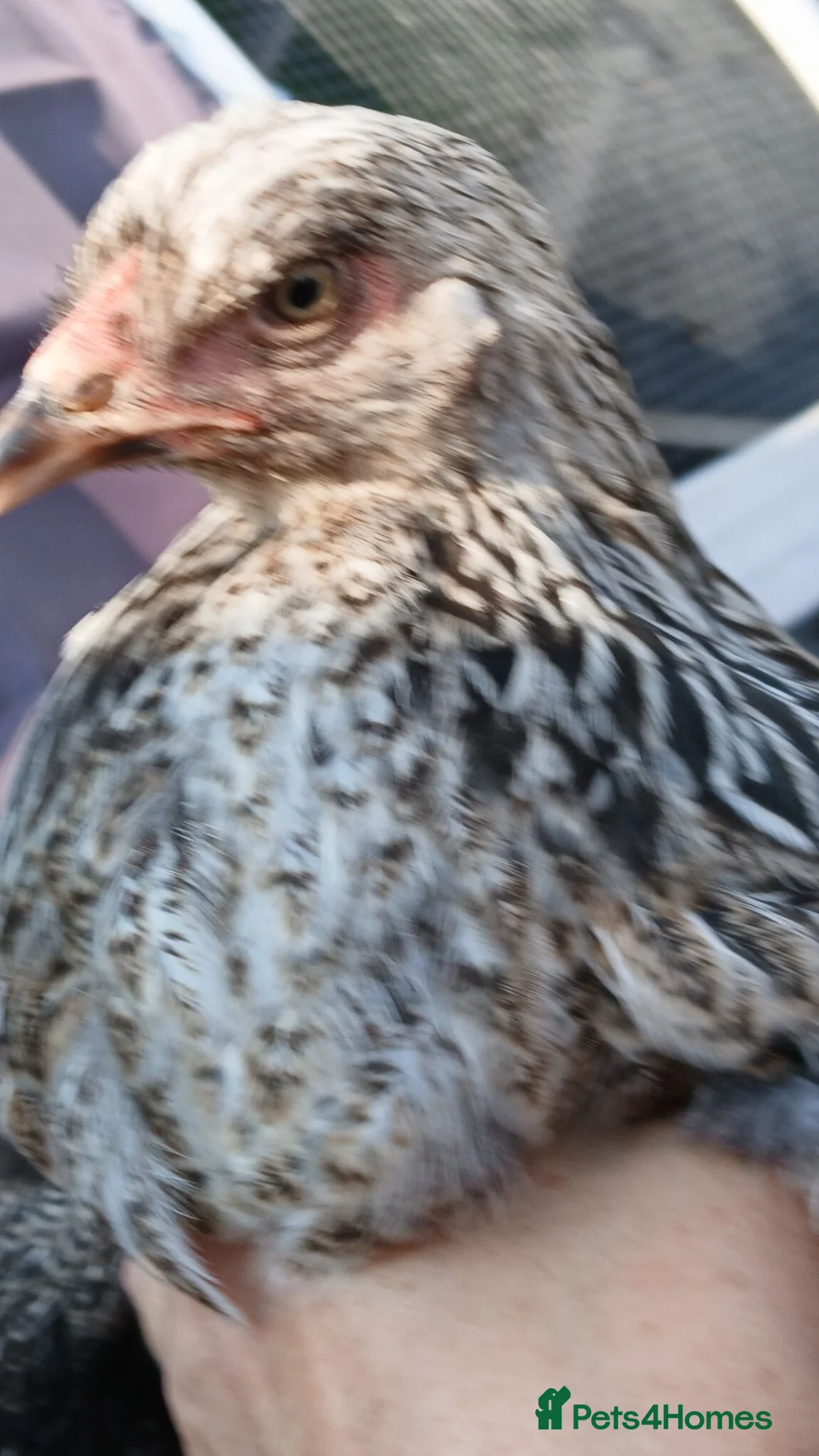Chickens poultry for sale: Hens for sale,  read advert before contacting me - Advert 1