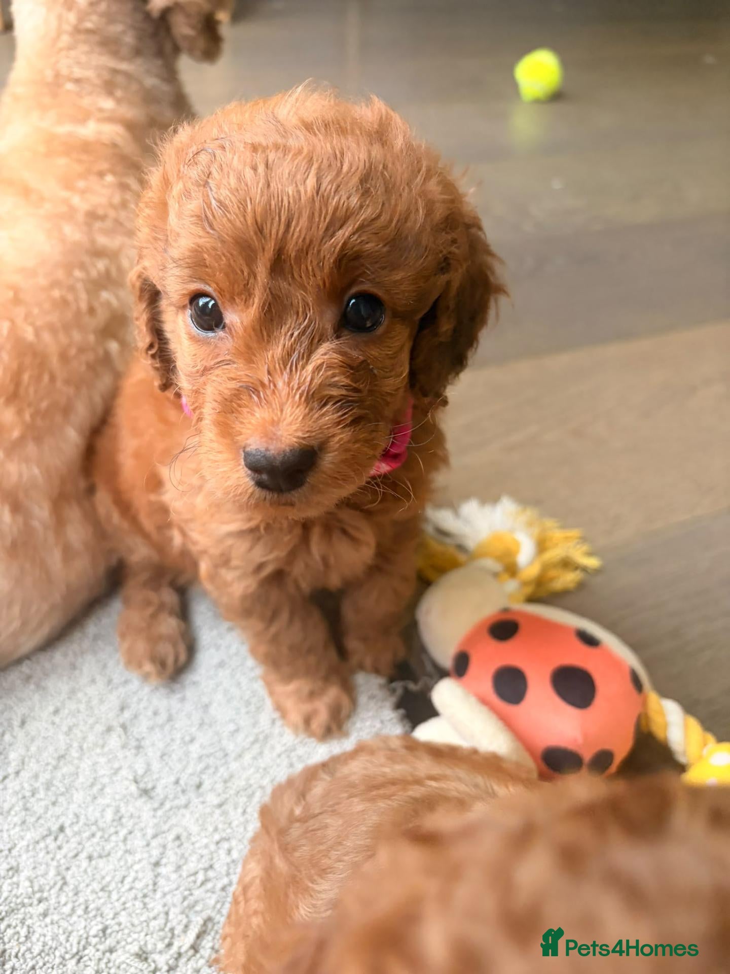 Cavapoo dogs for sale: F1B Cavapoo Puppies-2 Boys & 2 Girls–Ready 4th Nov - Advert 2