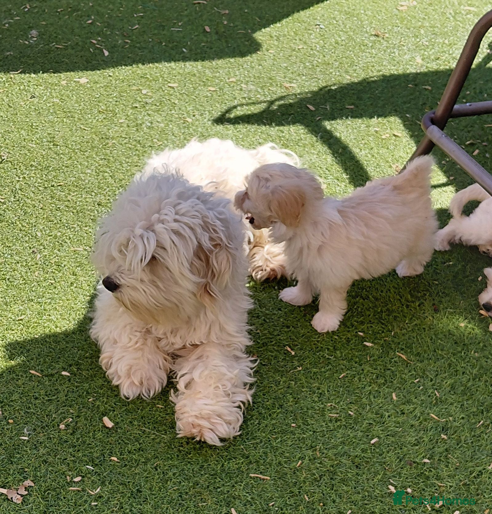Maltipoo dogs Champagne Maltipoo PUPPY 1 GIRL LEFT - Advert 6