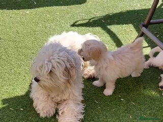 Maltipoo dogs Champagne Maltipoo PUPPY 1 GIRL LEFT - Advert 6