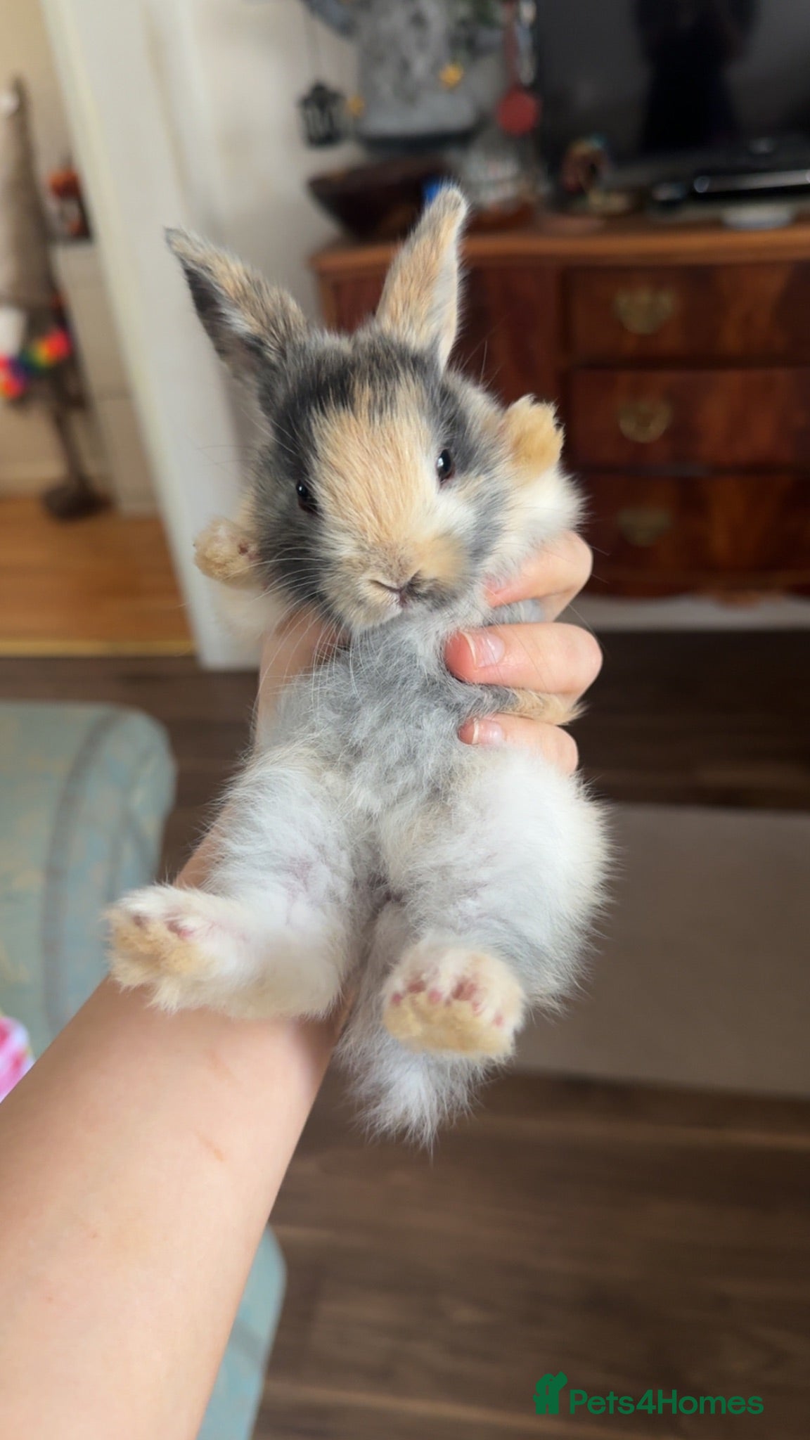 Mixed Breed rabbits Rex & lop ear mix  - Advert 3