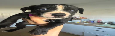 Mixed Breed 4