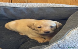 Labrador Retriever dogs for sale: 6 Pedigree Fox Red Labrador Puppies - Image 10