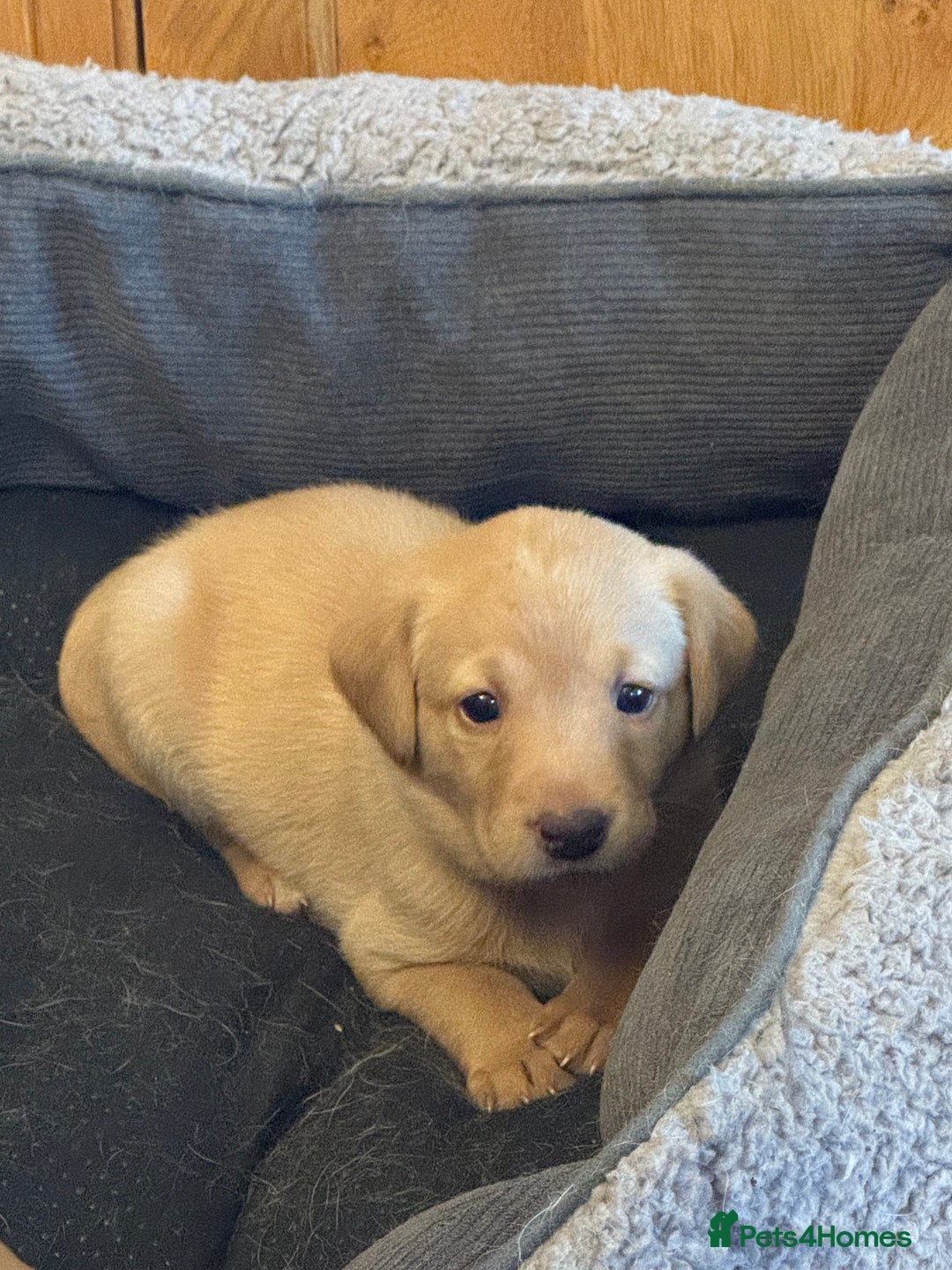 Labrador Retriever dogs for sale: 6 Pedigree Fox Red Labrador Puppies - Image 10