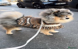 Pomeranian dogs for stud: Rare Blue & Tan Merle Pomeranian Stud– No Fee (£0) - Image 1