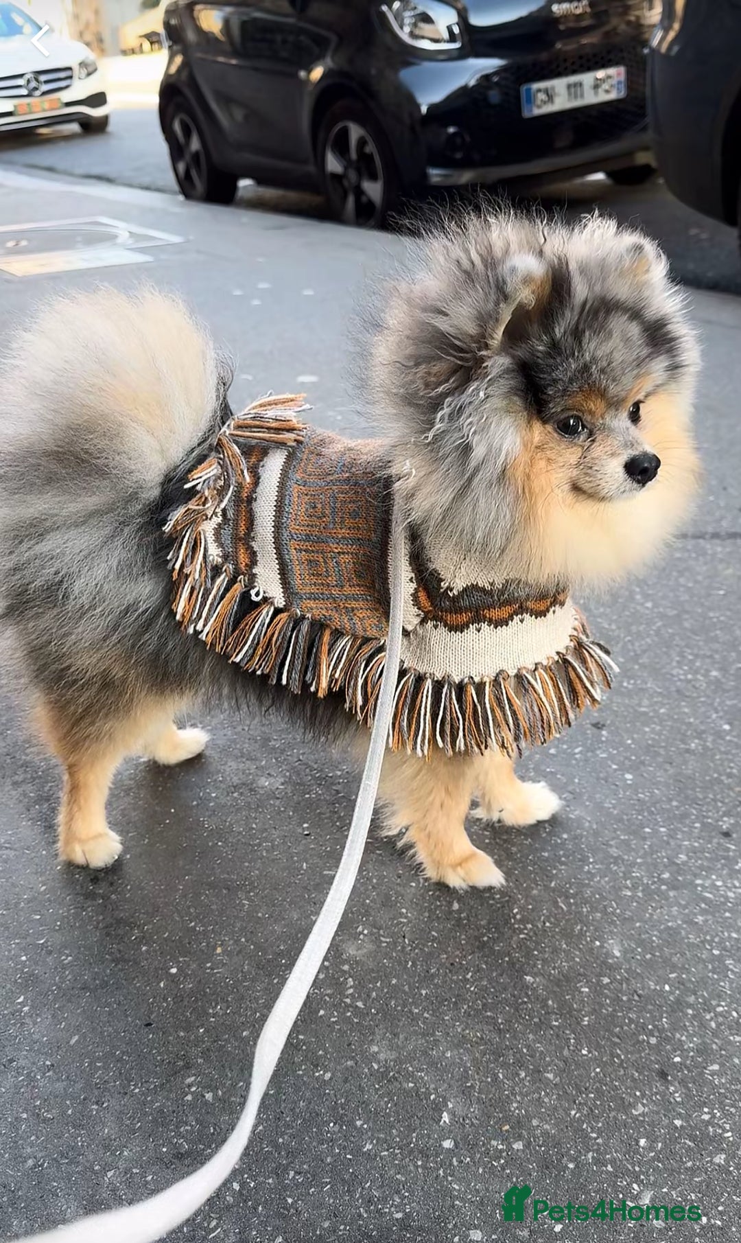 Pomeranian dogs for stud: Rare Blue & Tan Merle Pomeranian Stud– No Fee (£0) - Image 1