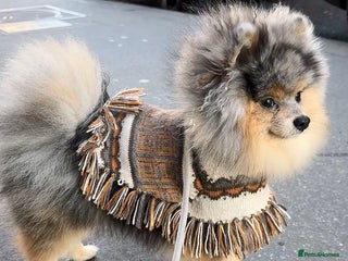 Pomeranian dogs - Advert 20