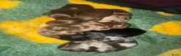 Miniature Dachshund dogs for sale: Gorgeous Long Haired Miniature Dachshund Puppies - Advert 13