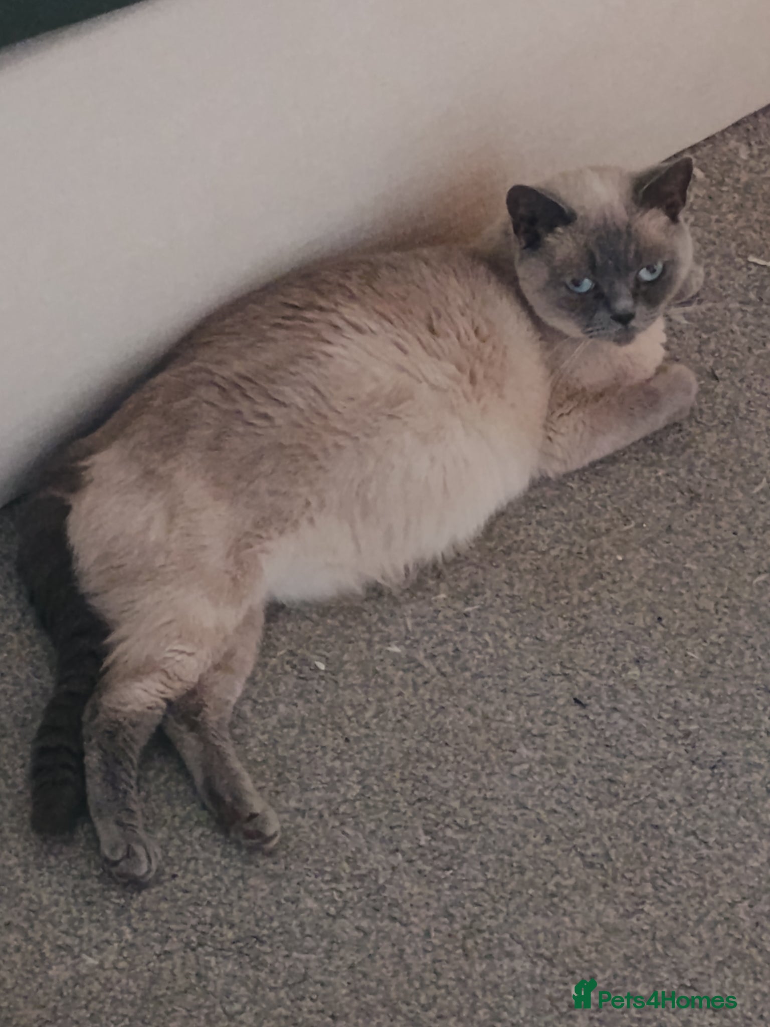 British Shorthair cats Gorgeous British shorthair kitten, ready now - Advert 2