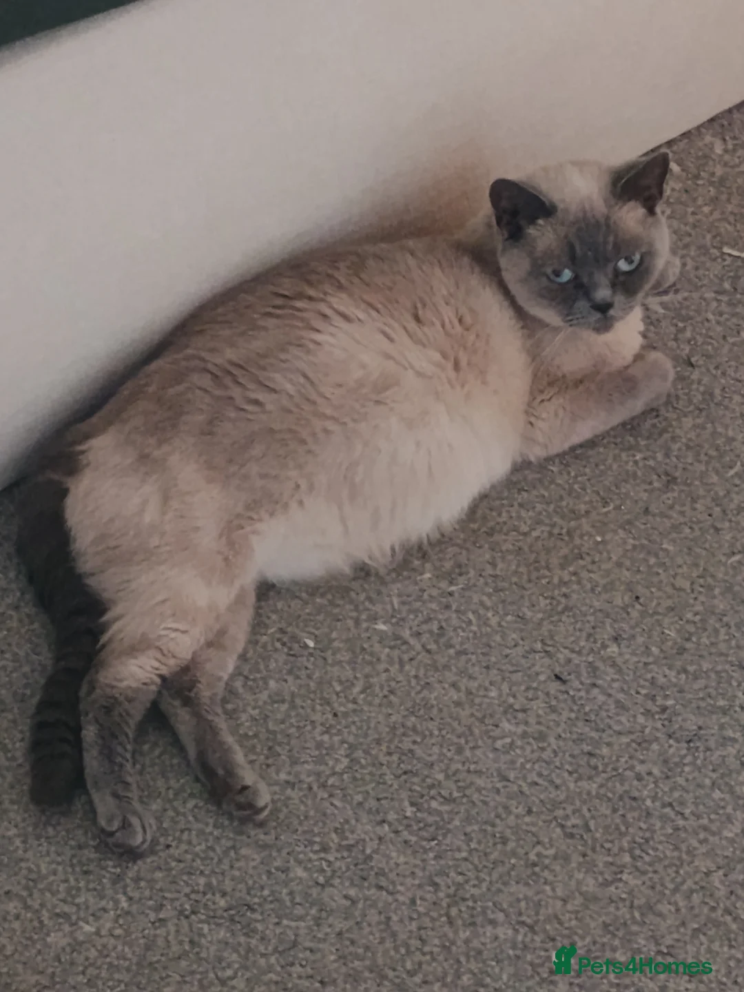 British Shorthair cats for sale: Gorgeous British shorthair kitten, ready now - Advert 1