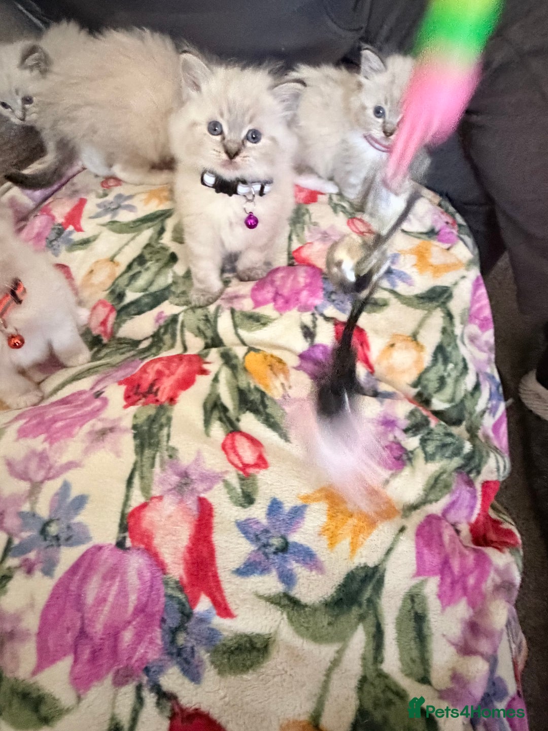 Ragdoll cats for sale: Special Ragdoll babies  - Advert 13