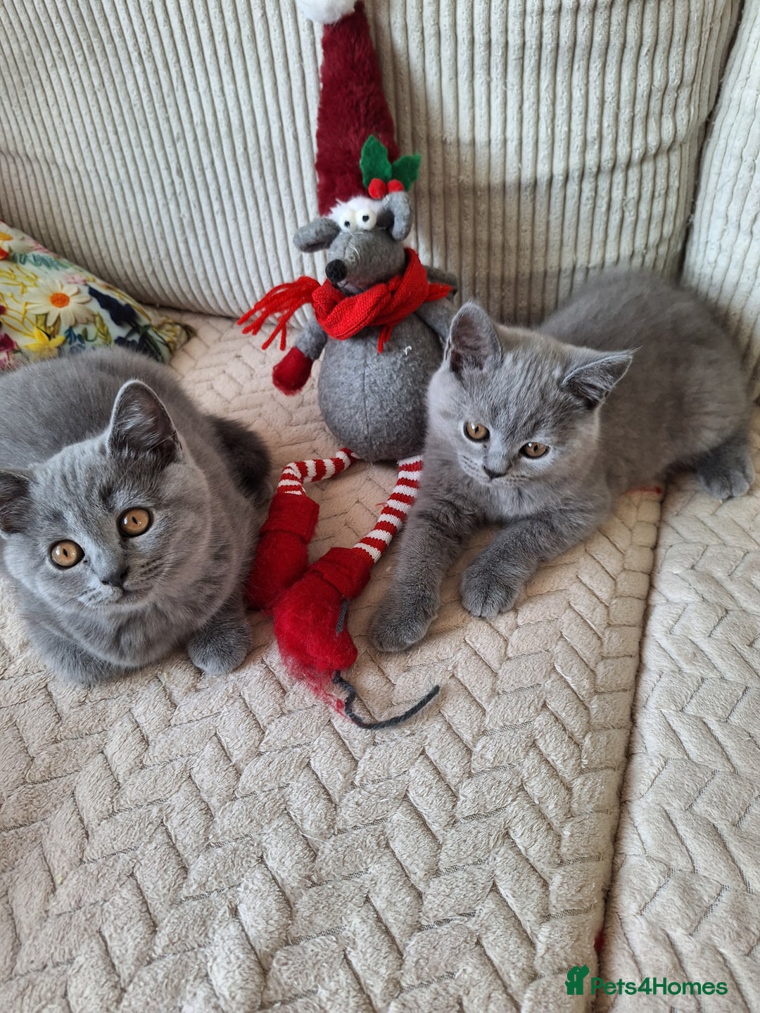 Scottish Fold cats for sale: Discount! Half price! Pure breed Scottish Fold  - Image 12