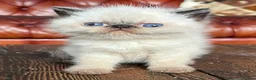 Exotic cats for sale: Last Remaining  Exotic Shorthair Kitten - Advert 9
