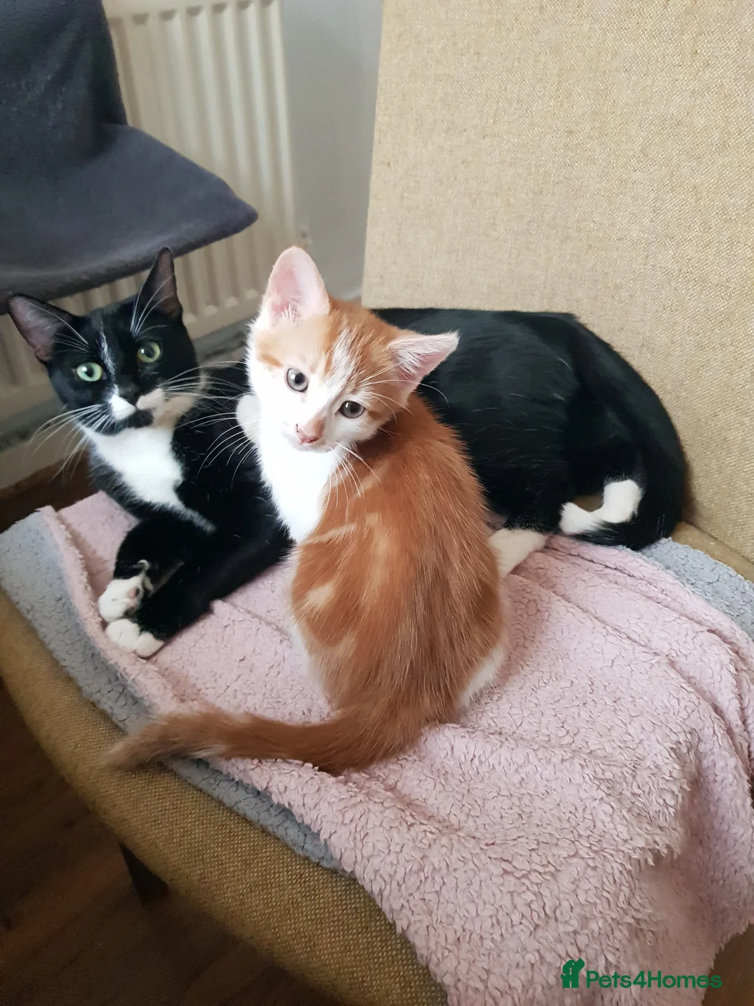 European cats for adoption: Adorable kittens looking for loving home  - Advert 7
