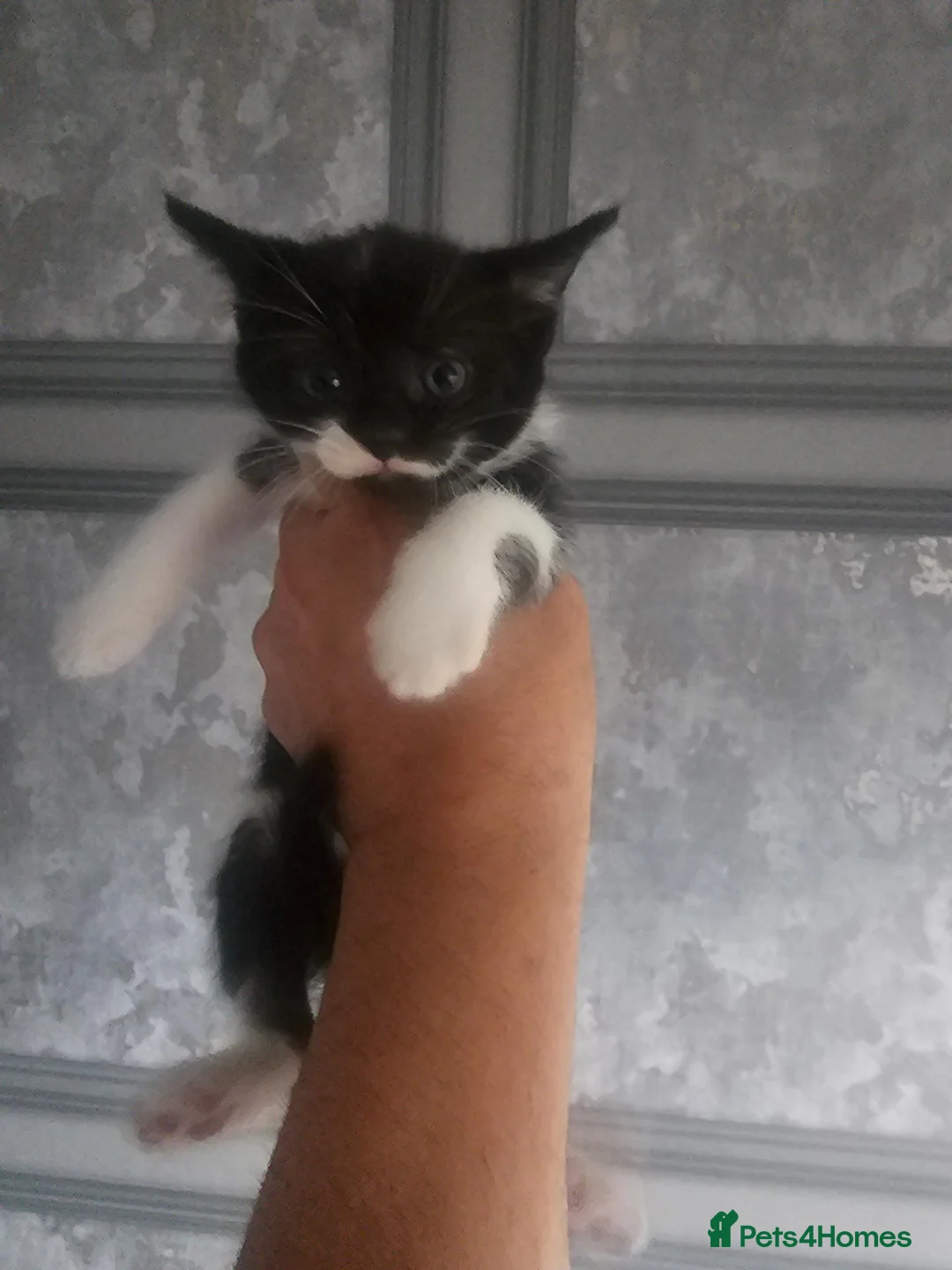 Mixed Breed cats for sale: Kittens  - Advert 4