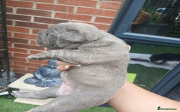French Bulldog dogs for sale: Stocky frenchys 🏡😍 - Image 3