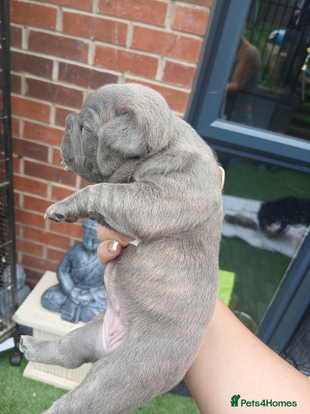 French Bulldog dogs for sale: Stocky frenchys 🏡😍 - Image 3
