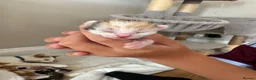 Mixed Breed cats for sale: Part ragdoll kittens  in Tamworth - Advert 9