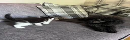 Mixed Breed cats for sale: 3 girl kittens for sale  - Advert 9