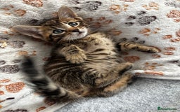 Mixed Breed cats for sale: Bengal kittens/mum bengal  - Image 8