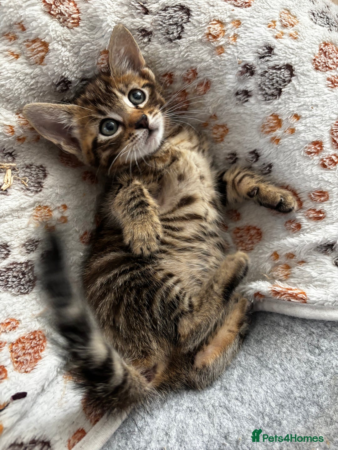Mixed Breed cats for sale: Bengal kittens/mum bengal  - Image 8