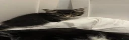 Mixed Breed cats for sale: 🐾 **Adorable Kittens 🐾 - Advert 6