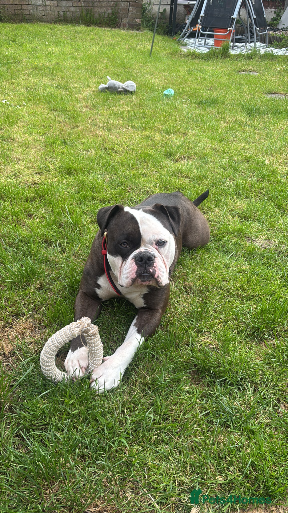 Alapaha Blue Blood Bulldog dogs Alapaha Blue Blood Bulldog Stud Available - Advert 2