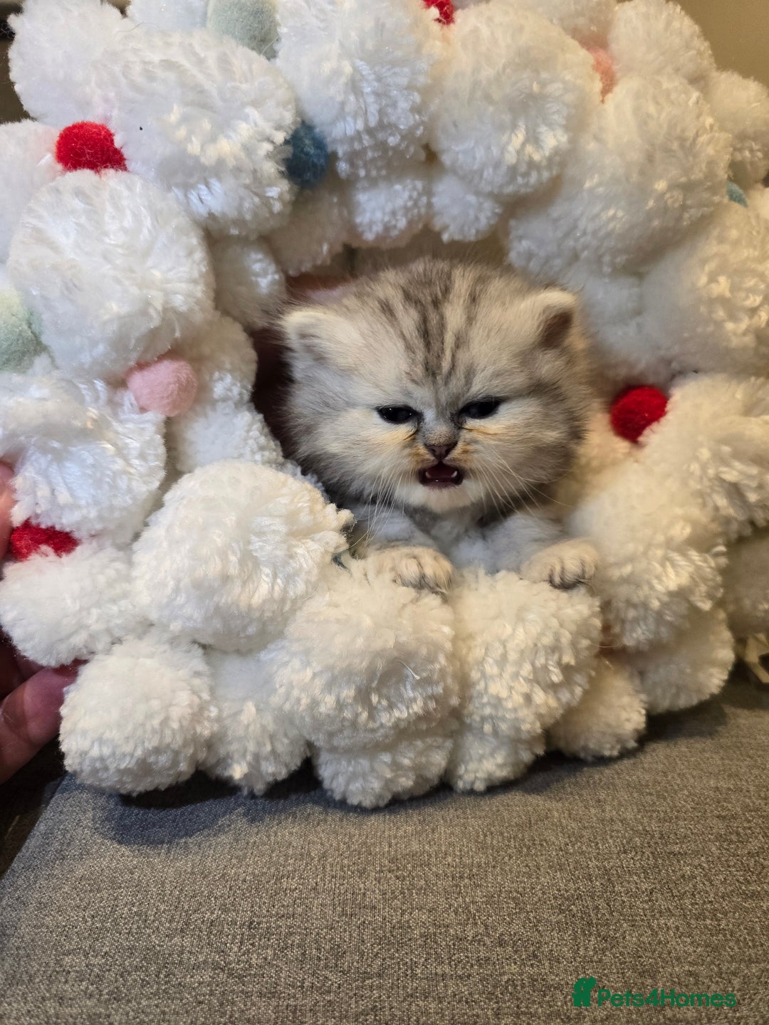 Persian cats for sale: Persian fluffy angels - Advert 27