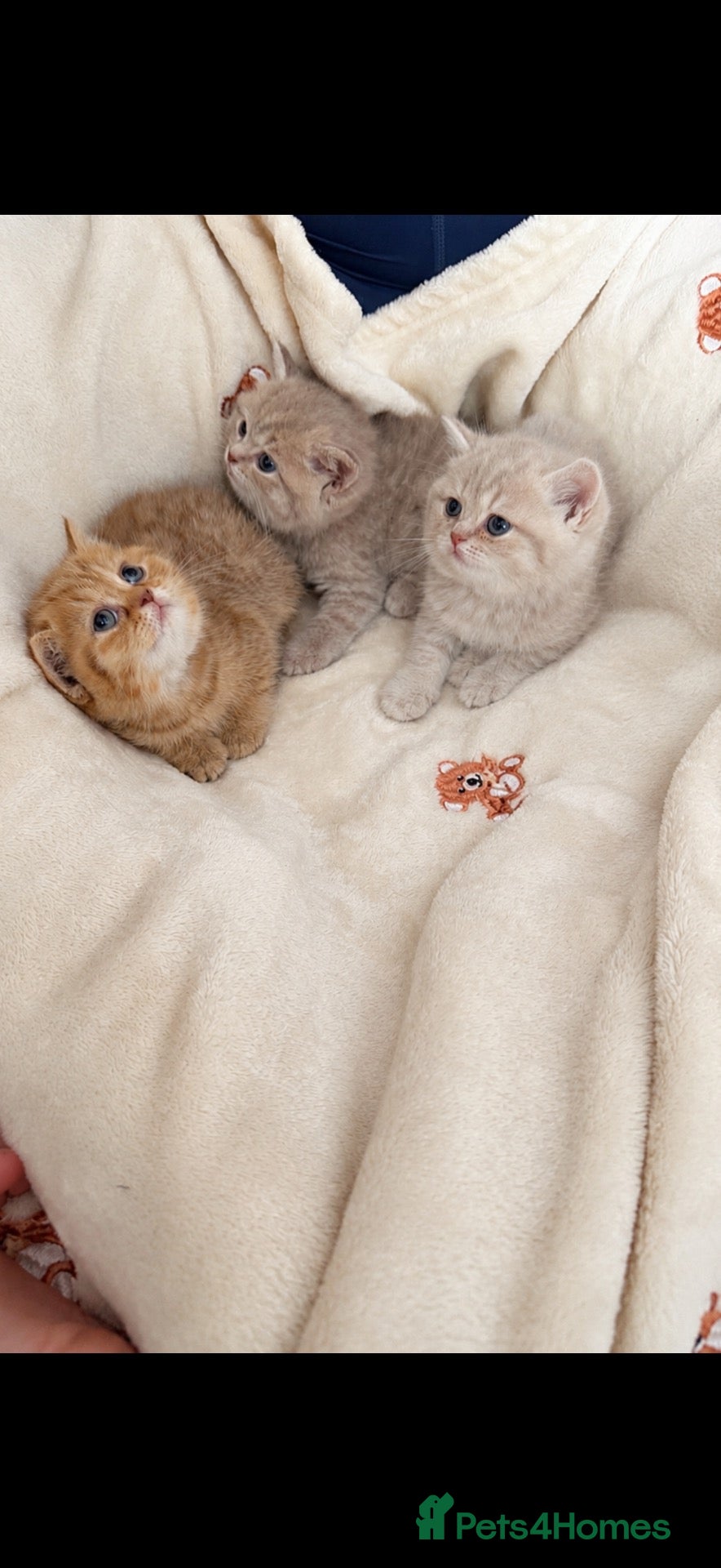 Scottish Fold cats Exceptional litter of Scottish fold/ straight😍😍 - Advert 1